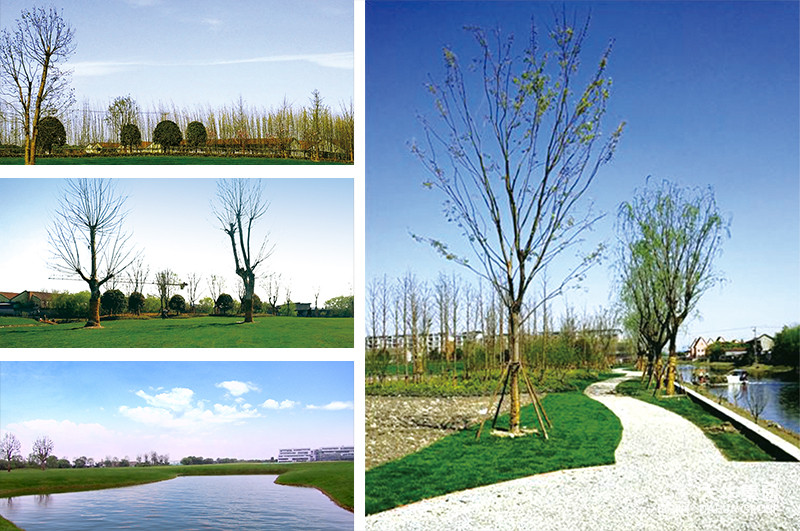 1498455003430387.jpg 02.jpg